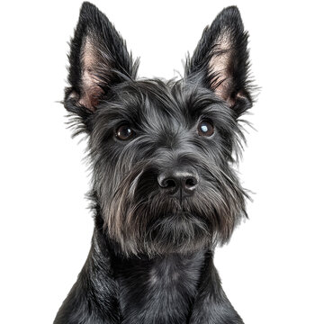 Scottish Terrier Portrait with Transparent Background for Design Use