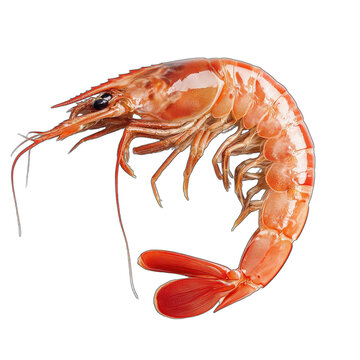 Crisp Cooked Shrimp with Transparent Background for Culinary Design