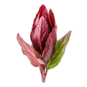 Vibrant Red Leaves with Green Accent Transparent Background