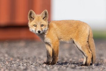 Naklejka premium Red fox kit