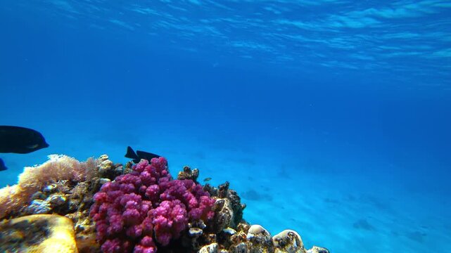 beautiful coral reef and fish