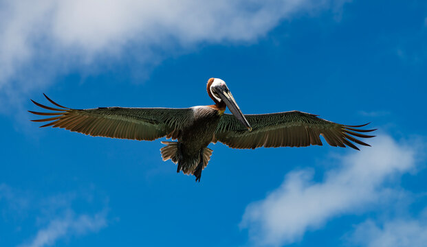 Pelican flying in sky. Fauna and nature. Pelican flying during migration. Bird flying in formation. Birds migration. Birds in flight. Flying pelican bird. Migration of migratory birds