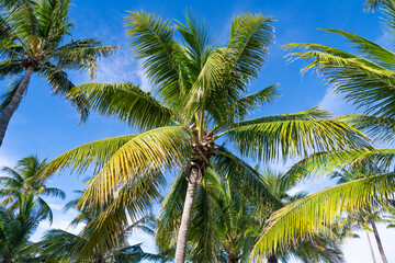 Fototapeta premium Palm tree of California. Tropical beach in Miami. Tropical outdoor scene with palm tree. Tropical summer vacation. Exotic nature. Palm tree at sunny day. Summer vacation in Miami south beach, Florida