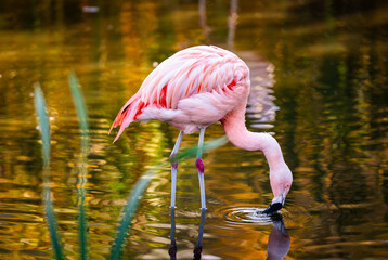 Obraz premium Pink Flamingo Birds In Water And Hunting For Fish
