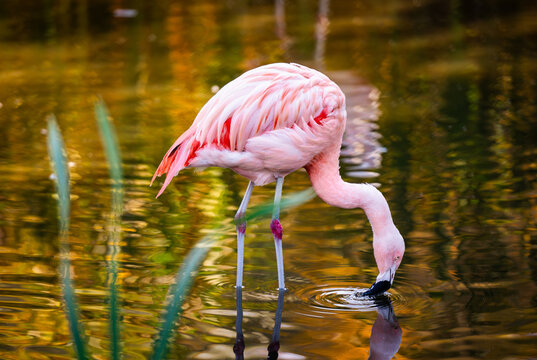 Pink Flamingo Birds In Water And Hunting For Fish