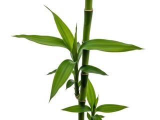 Fototapeta premium Single bamboo plant with green leaves