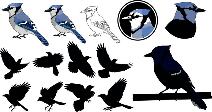 Blue Jay Bird Vector Icon Set with Perched Songbird Profiles Flying Silhouettes Outlines and Round Badge Emblems for Nature Conservation and Wildlife Logo Designs