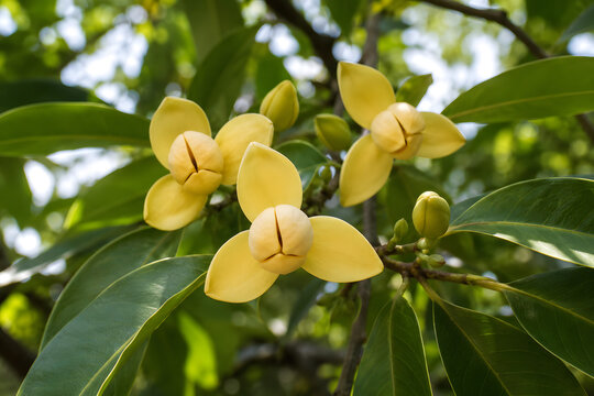 Yellow Melodorum fruticosum or White Cheesewood flowers blooming on the branch.