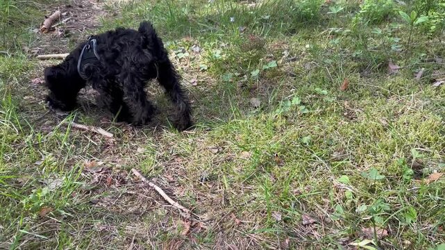 Young miniature schnauzer puppy on a nature walk. The dog is curiously sniffing everything around him.
