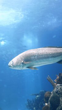 Underwater shot of a meagre fish (Argyrosomus regius) swimming through clear blue ocean water. Marine wildlife scene captured in a natural aquatic environment.