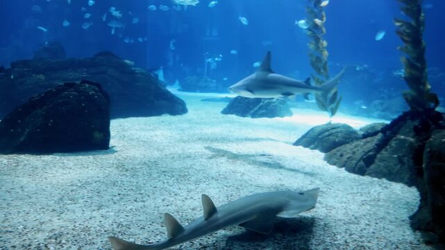 Underwater shot of a common guitarfish resting and moving along the ocean floor in a natural marine environment. Marine wildlife scene captured in clear blue water.
