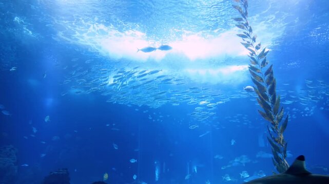 A vibrant underwater scene inside a public aquarium featuring colorful tropical fish and sharks swimming through crystal-clear blue water. Peaceful footage showcasing diverse marine life in an aquario