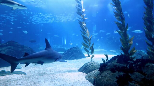 A vibrant underwater scene inside a public aquarium featuring colorful tropical fish and sharks swimming through crystal-clear blue water. Peaceful footage showcasing diverse marine life in an aquario