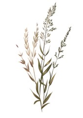 Obraz premium Vector illustration Hand drawn a wildflower herbal herbs agropyron.