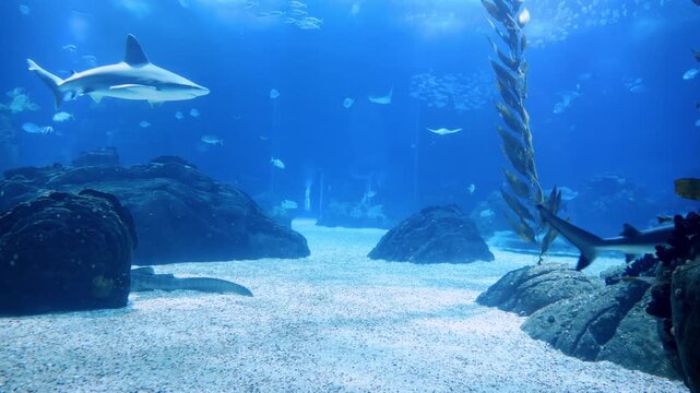 A vibrant underwater scene inside a public aquarium featuring colorful tropical fish and sharks swimming through crystal-clear blue water. Peaceful footage showcasing diverse marine life in an aquario