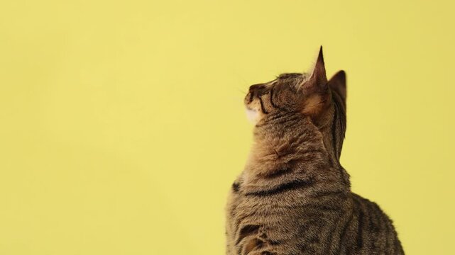 A tabby cat side portrait appears on a yellow studio background. Minimal composition and curious expression create elegant pet atmosphere.