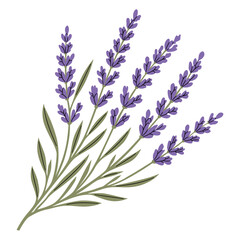 Fototapeta premium Lavender flower bouquet vector illustration isolated on white background