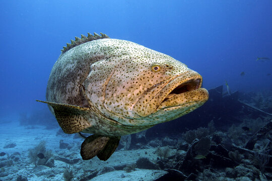 Closeup portrait of a large Goliath Grouper