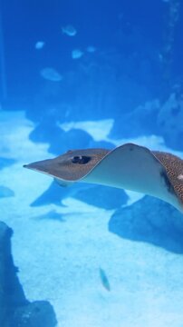 An undulate whipray (Himantura undulata) resting on a sandy seabed in its natural marine habitat. This large stingray species is recognized by its distinctive wavy dorsal pattern