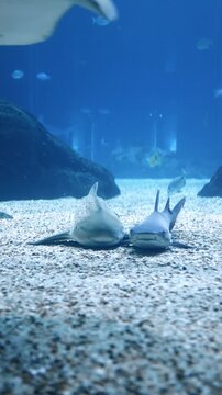 A zebra shark (Stegostoma tigrinum) and a blacktip reef shark (Carcharhinus melanopterus) resting side by side on a sandy seabed in their natural tropical marine habitat. 