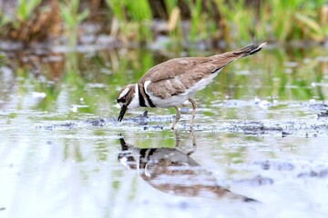 Fototapeta premium Killdeer forages for food in the water.