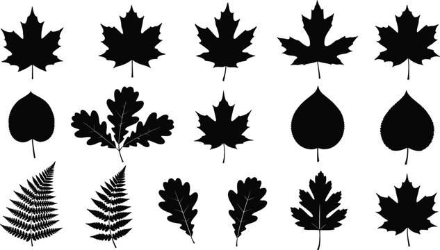 Autumn leaves and forest foliage black silhouette vector set containing maple oak and fern frond botanical elements