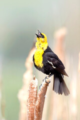 Fototapeta premium Yellow headed blackbird calling out.