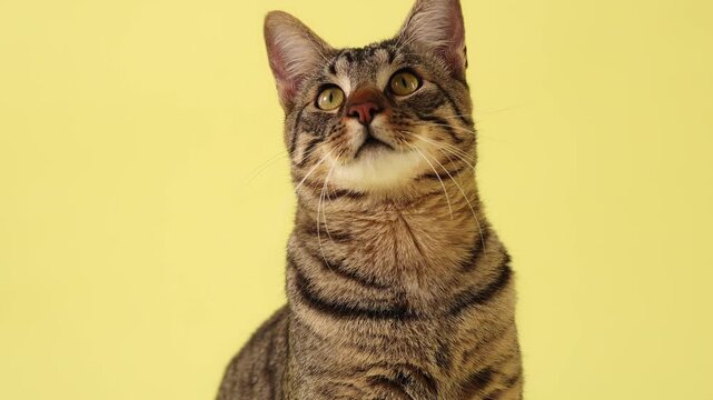 A tabby cat looks upward on a yellow studio background indoors. Funny expression and alert posture create playful pet atmosphere.