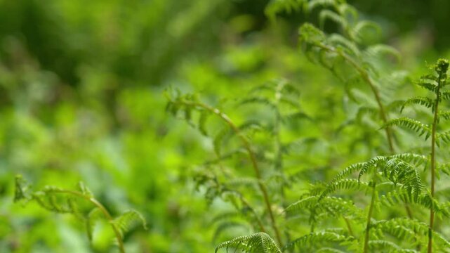 Green Fern Fronds with Copy Space &mdash; Wild Forest Undergrowth, Spring Botanical Backdrop, Nature Therapy Texture