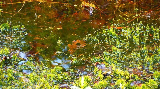 Water Striders on Swamp Surface Close Up &mdash; Pond Marsh Insects, Wetland Ecosystem with Green Moss and Submerged Oak Leaves