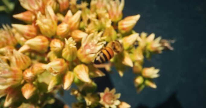 Bees buzzing around beautiful spring flowers in epic slow motion