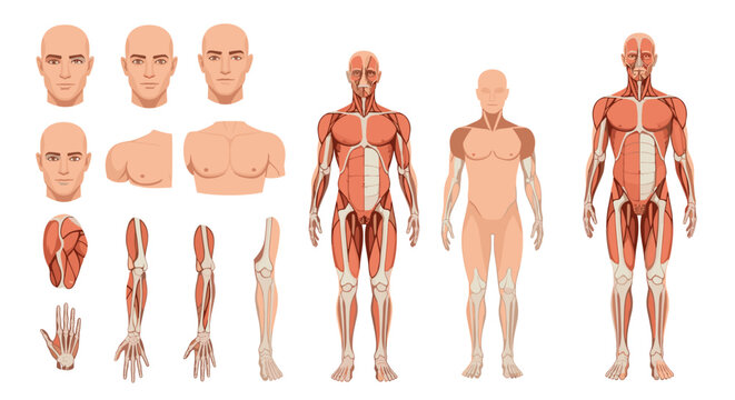 Detailed anatomical study of the human muscular system shows various muscle groups across the entire body from different perspectives and layers.