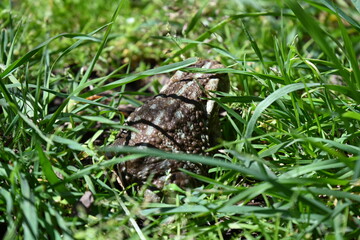 Obraz premium Large brown toad sitting on the street