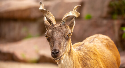 Obraz premium A wild ibex. A markhor (Capra falconeri), a wild goat native to Central Asia, the Karakoram, and the Himalayas, sits atop a cliff. Males have tightly curled, corkscrew-shaped horns up to 160 cm long.