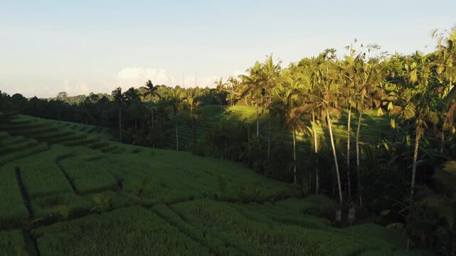 Epic cinematic tracking shot over majestic Belimbing rice terraces Bali &ndash; Emerald green agricultural paradise in warm morning sun, professional advertising video for international tourism
