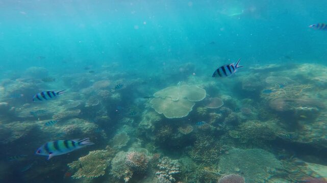 Rich tropical coral reef landscape filled with vibrant fish and diverse underwater life, illustrating the beauty of the ocean ecosystem and marine habitat.