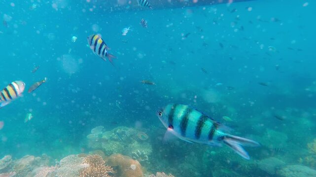 Underwater tropical coral reef with colorful sergeant major fish swimming over shallow sea floor