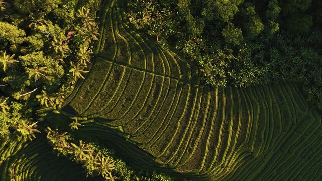 Breathtaking high angle panorama of traditional Balinese rice paddies at Belimbing &ndash; Lush jungle hills in soft sunrise glow, premium Indonesia sustainable travel marketing stock footage