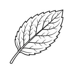 Vector illustration of a Mint leaf   Lineart Peppermint leave © FAISAL CREATES