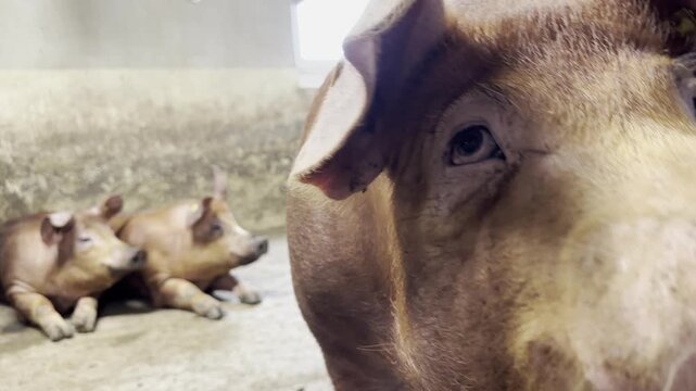 pigs farm 