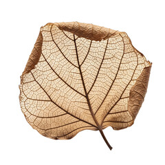 Obraz premium Macro view of dried skeleton leaf with intricate vein patterns on transparent background.