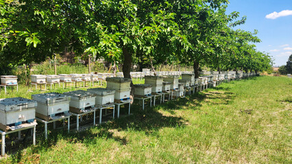 Peaceful apiary beneath mulberry trees. The shaded beehives support honey bees collecting nectar and pollen during the productive spring season. © cilicia