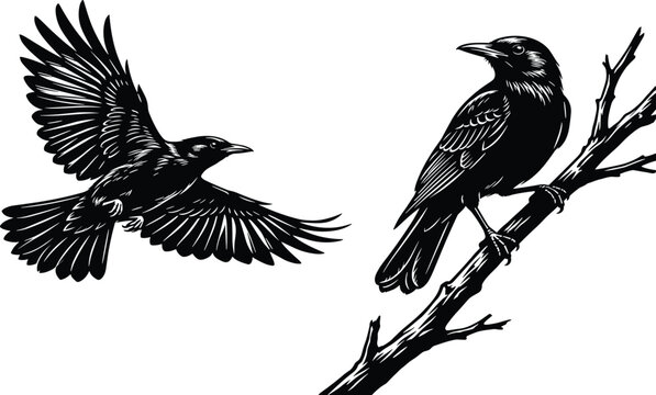 Detailed Engraving Style Crow and Raven Vector Set Featuring One Bird Flying and One Perched on a Tree Branch for Gothic and Nature Designs