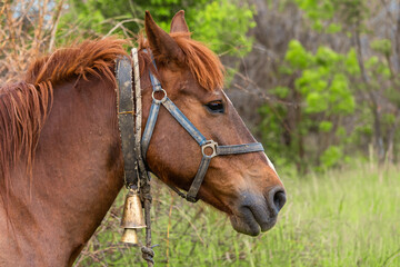 Side profile portrait of a brown horse with a traditional bell on its neck © Dimitar
