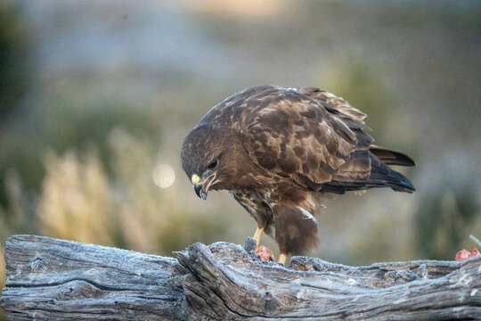 Common buzzard (Buteo buteo) photographed in Spain