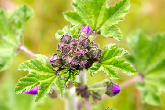 Macro Shot of Common Mallow (Malva sylvestris) Buds