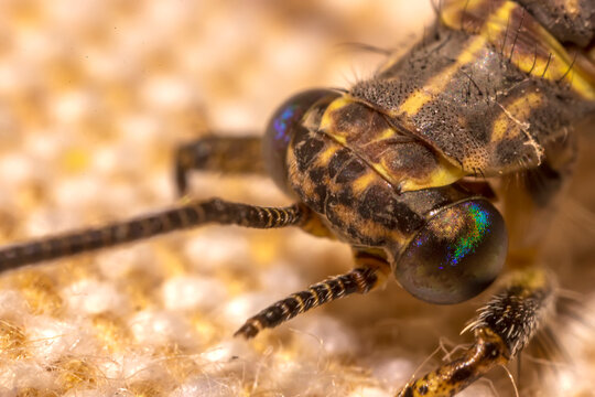Extreme Macro of an Insect Head with Iridescent Compound Eyes