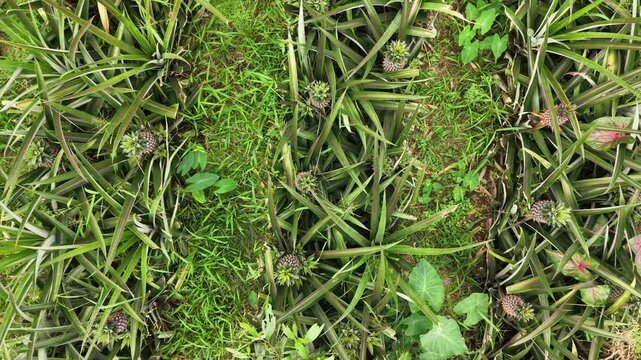 Top Down Pineapple Crop View