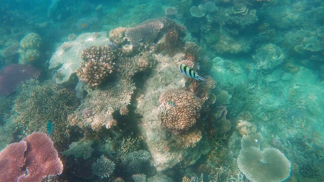 Vibrant tropical fish swimming over colorful coral reefs in a clear underwater ocean environment filled with rich marine biodiversity.