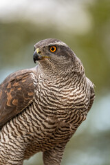 Fototapeta premium Common goshawk (Accipiter gentilis) photographed in Spain